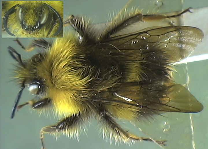 Bombus lucorum